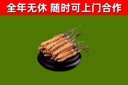 含山县回收冬虫夏草