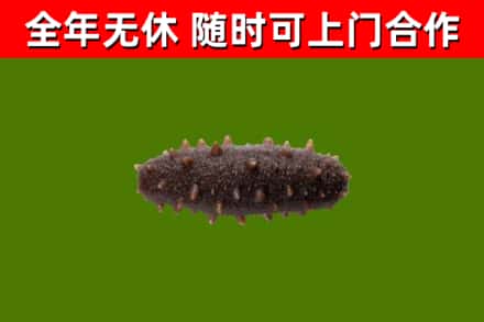 含山县回收海参干